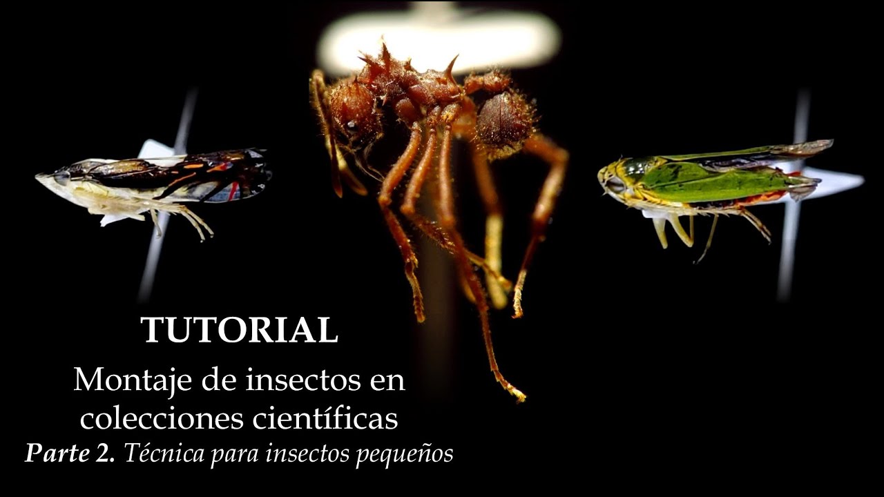 TUTORIAL - Montaje de insectos | Parte 2 Insectos pequeños #insects #entomología