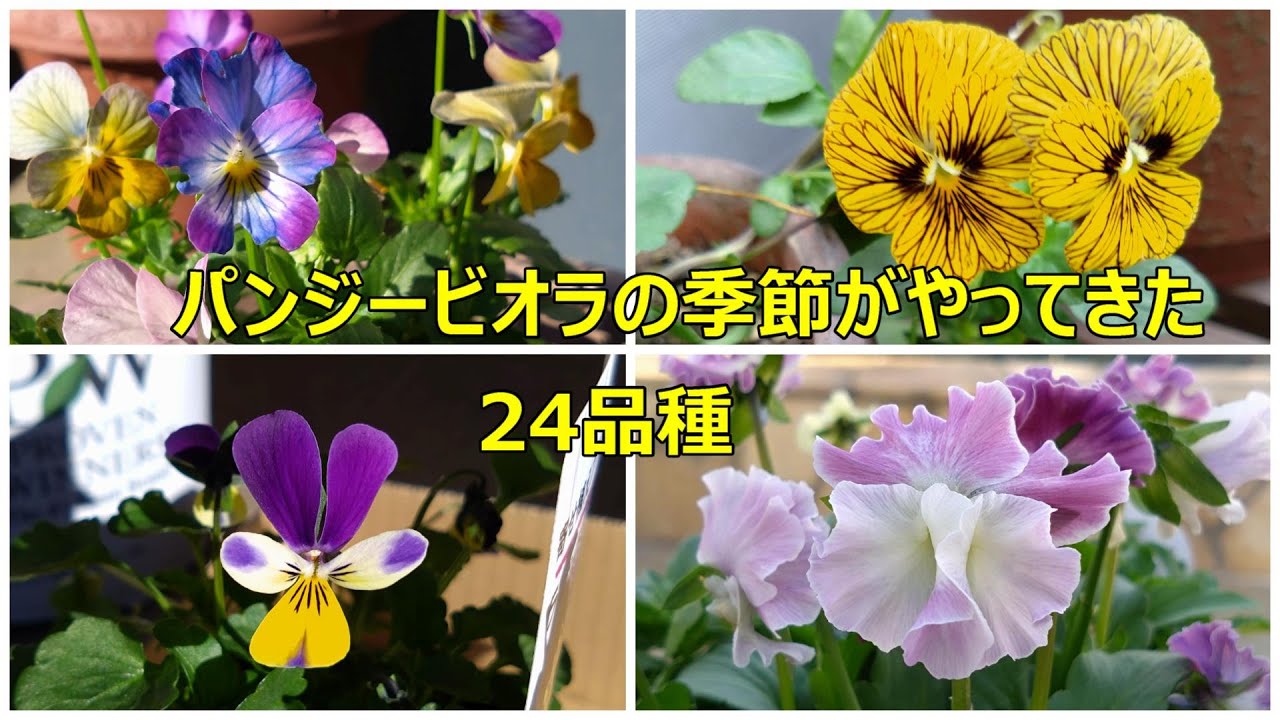 2025　ガーデニング　パンジービオラの季節がやってきた①24品種