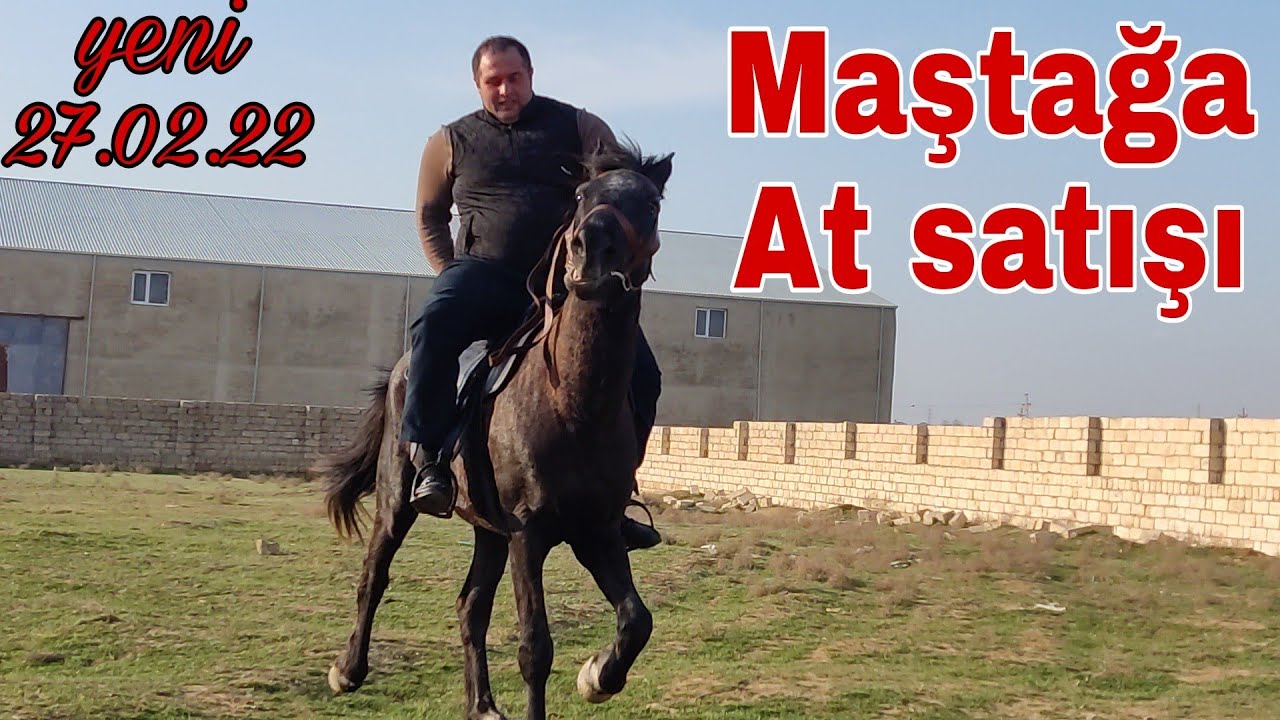 Maştağa AT satışı #mubarizemintv #mastagamalbazari #mastagaqoyunbazari