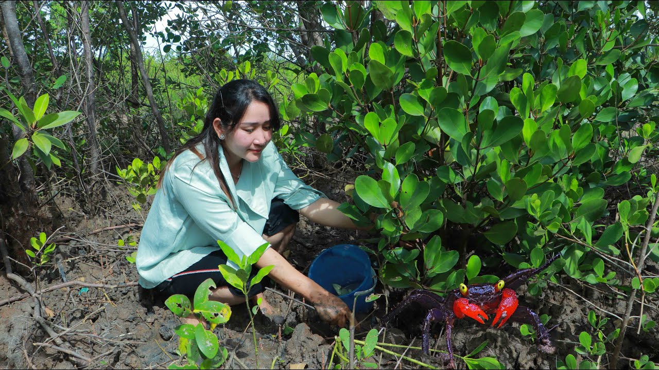 You Would See Where I Could Find Parrot Crab In Mangrove Forest