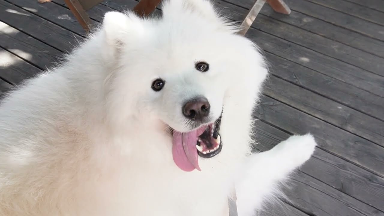 サモエド犬と嵐山渓谷に行くと起こることw