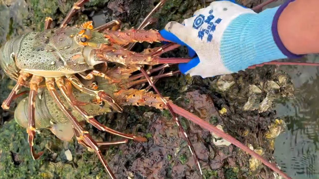 Catching Shrimp, Crabs, Fish, Octopus & Shellfish at Low Tide – Coastal Seafood Harvest 20260124
