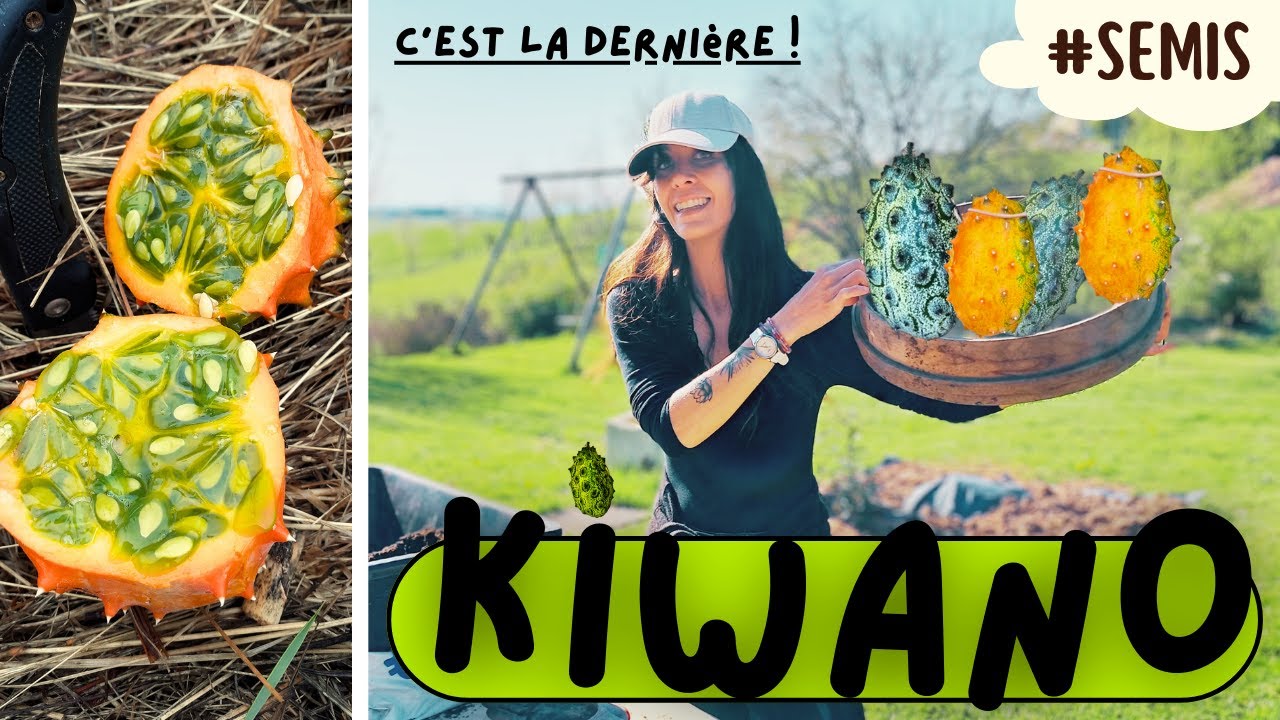 👉SEMIS de KIWANO? En 5min!!! [Du Piquant au Potager]