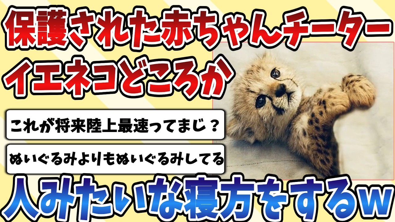 【2ch動物スレ】保護されて人の生活になれた赤ちゃん【チーター】が完全にイエネコどころか人みたいな寝方をするｗｗｗ