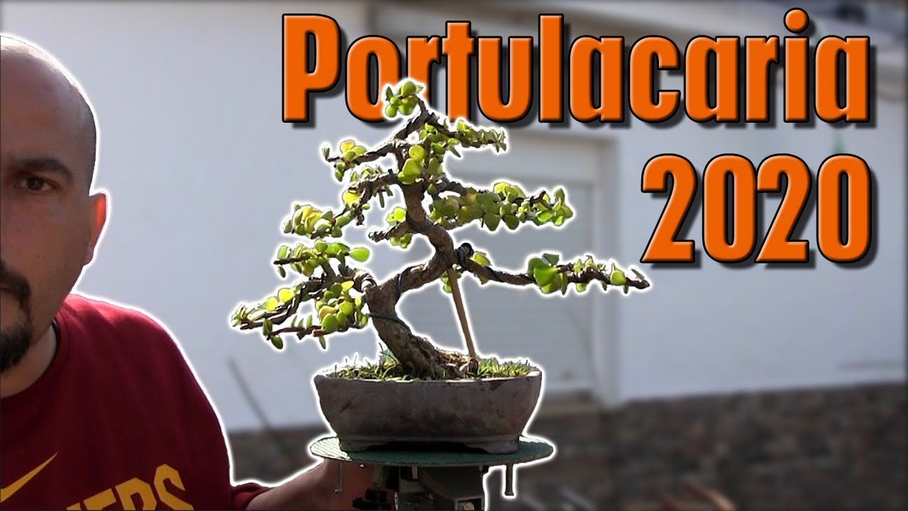 Bonsai Portulacaria Afra 2020 - Árbol de la abundancia bonsai