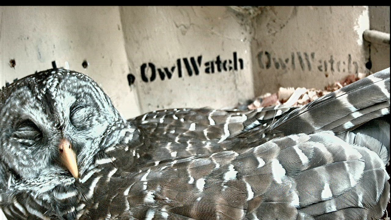 OwlWatch - Barred Owl Nest Cam in Florida