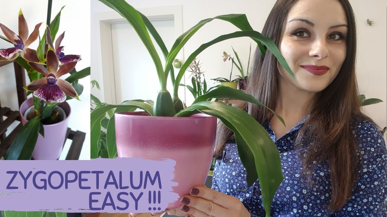 ZYGOPETALUM | ZYGOPETALUM CARE AND REPOTTING | ZYGOPETALUM ORCHIDS CARE, GROWING AND REPOTTING TIPS