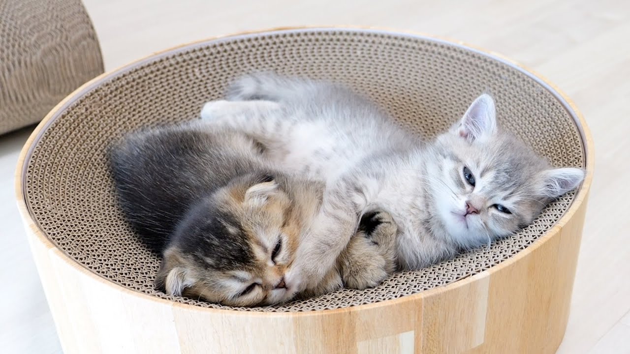 The reaction when I stroked a kitten on the verge of falling asleep was too cute...