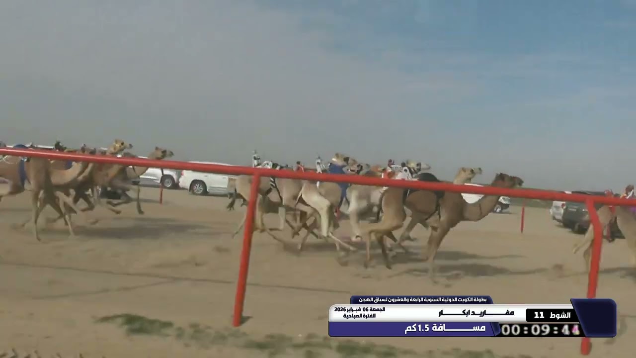 11 الشوط الحادي عشر مفاريد ابكار الجمعة 06 02 2026
