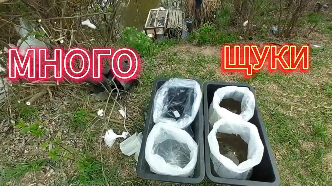 ЩУКА & НЕРЕСТ 300 тысяч мальков!