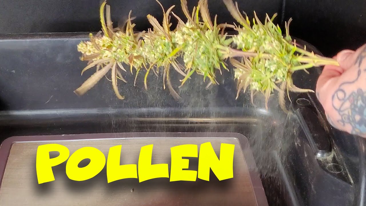 How To Harvest Cannabis Pollen 4k