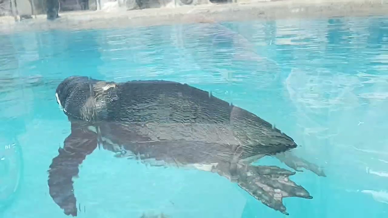 鳥羽水族館にて撮影🎥ペンギン🐧