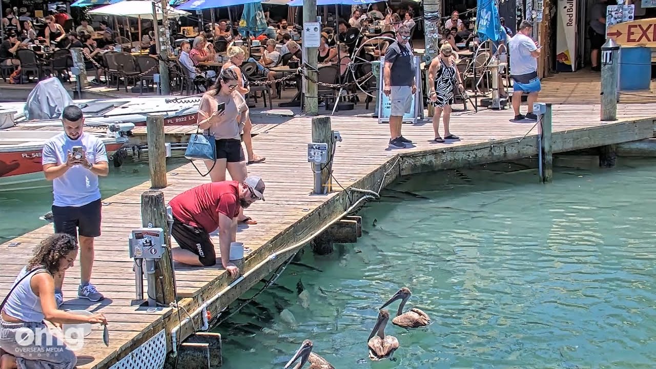[LIVE] Tarpon Feeding Dock at Robbie's Marina in Islamorada
