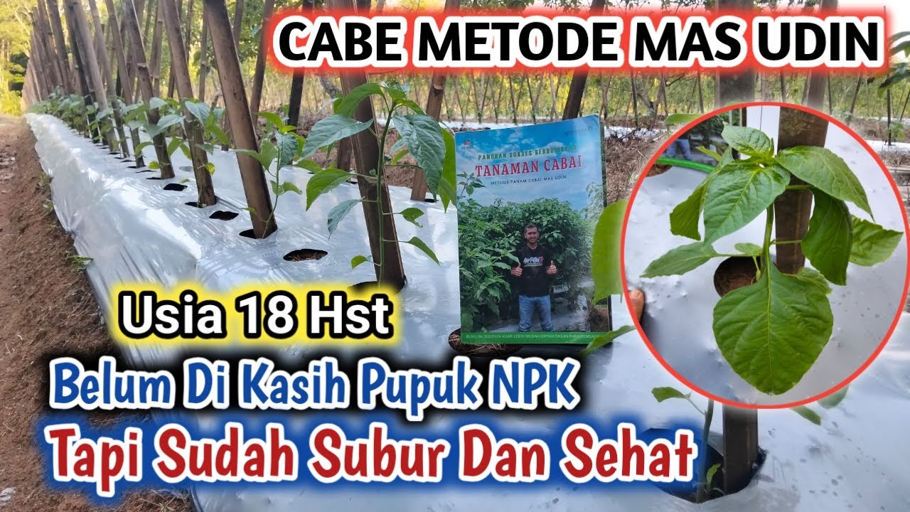 CABE METODE MAS UDIN TUMBUH SUBUR MESKIPUN BELUM DIPUPUK NPK 