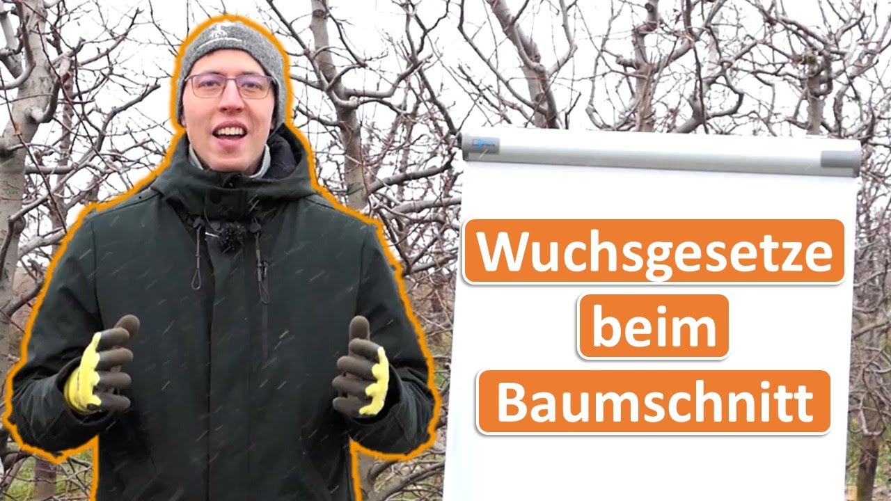 5 einfache Regeln die beim Obstbaumschnitt ALLER Obstarten gelten - die Wuchsgesetze