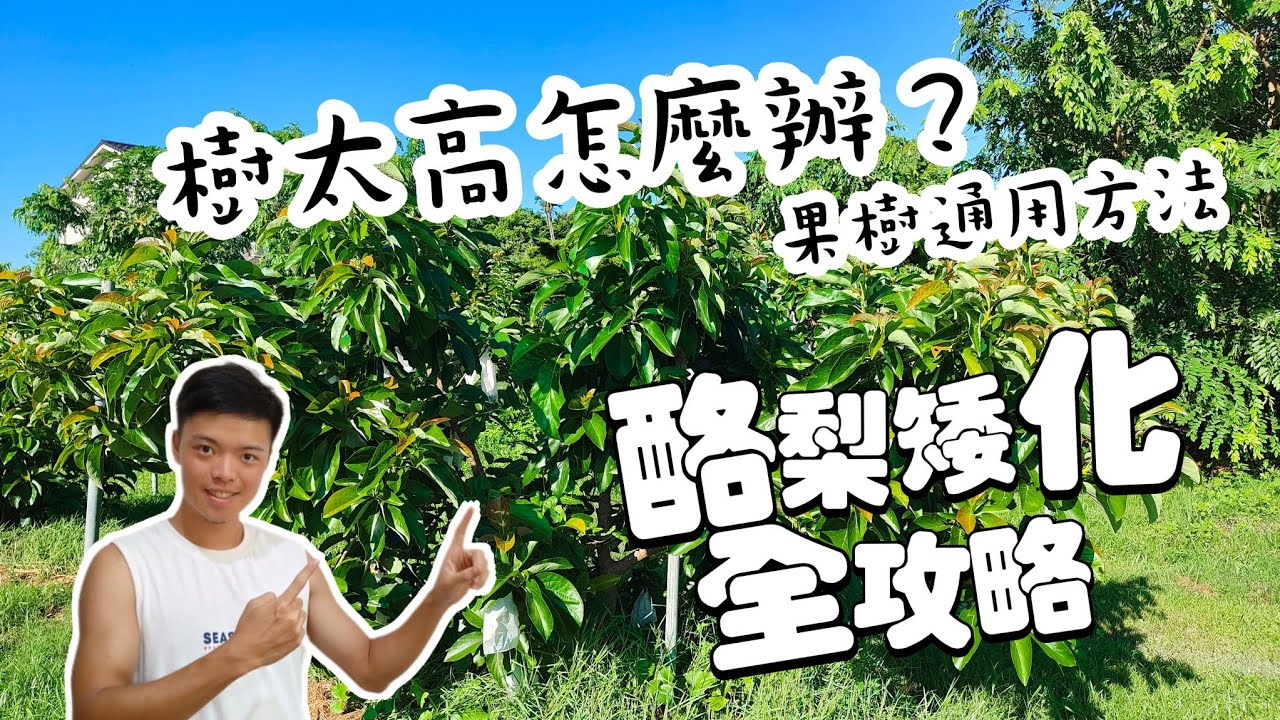 酪梨矮化修剪拉枝教學 | 果樹太高怎麼辦 | 紅龍兄有賣酪梨 | avocado