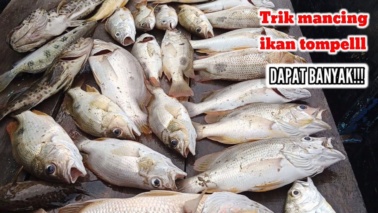 Cara cepat mancing ikan tompel dapat banyak#mancingikantompel