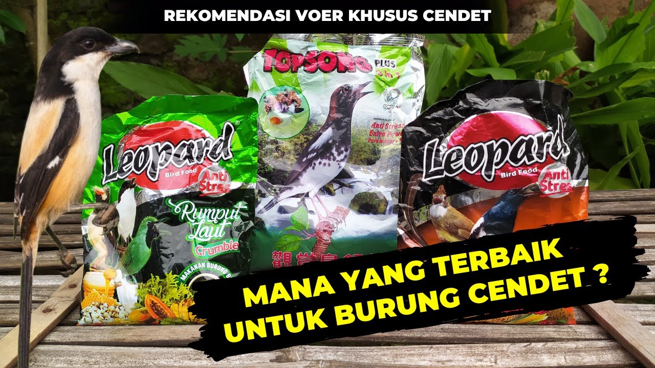 REKOMENDASI VOER KHUSUS CENDET MH / OMBYOKAN AGAR CEPAT BUNYI & GACOR❗