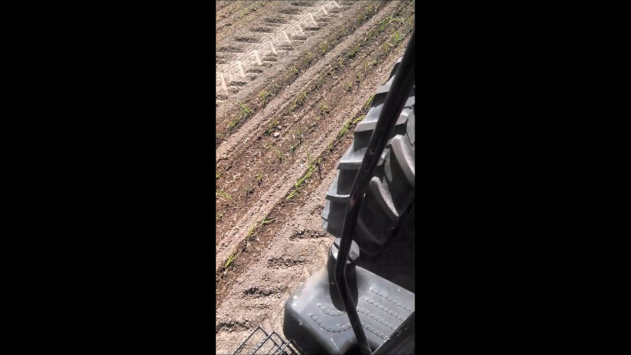 Transplanting Onions
