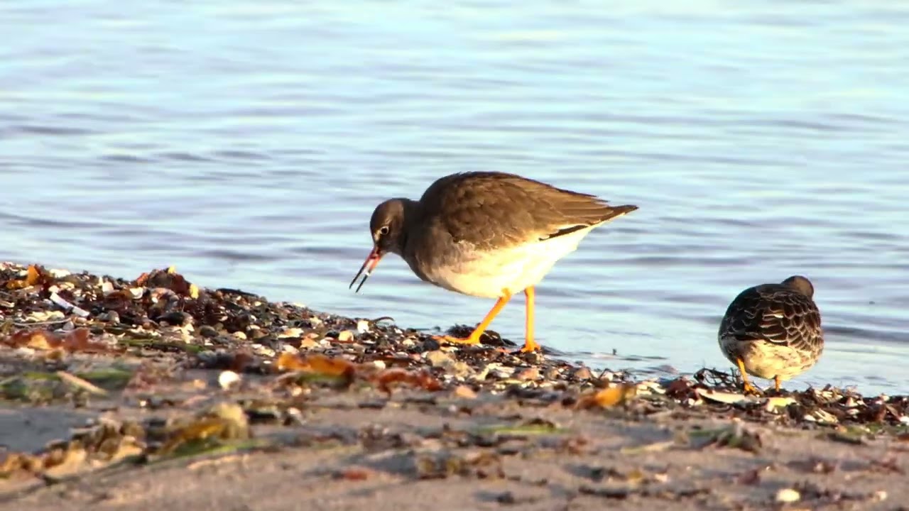 Islandsk Rødben og Sortgrå Ryle, Amager Strandpark, København.