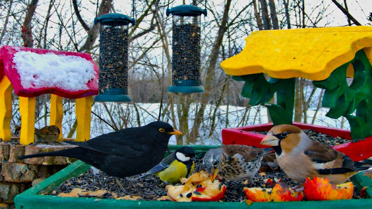 Cat TV 🐦 LIVE Bird Feeder Cam | Birds for Cats | Real Nature