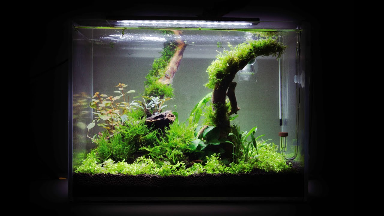 Nano Tank Aquascaping/Planting (Flexi Mini) -  Time Lapse [Planted Tank]