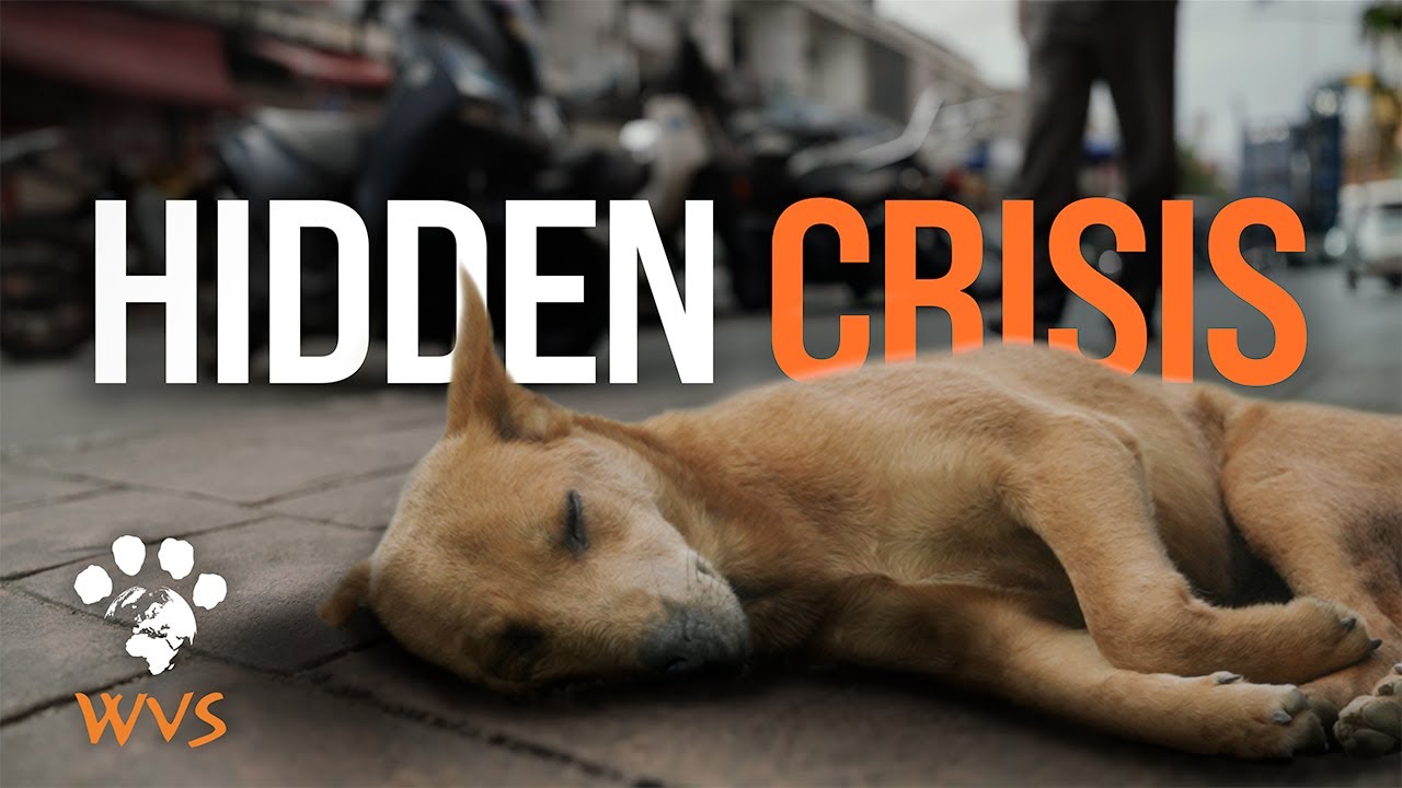 Inside Thailand&rsquo;s Hidden Street Dog Crisis
