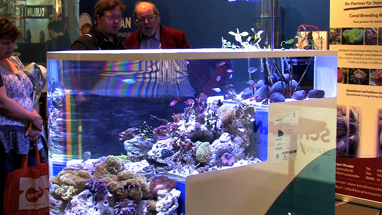 Fish from Mauritius in an acrylic tank of Schuran Seawater Equipment