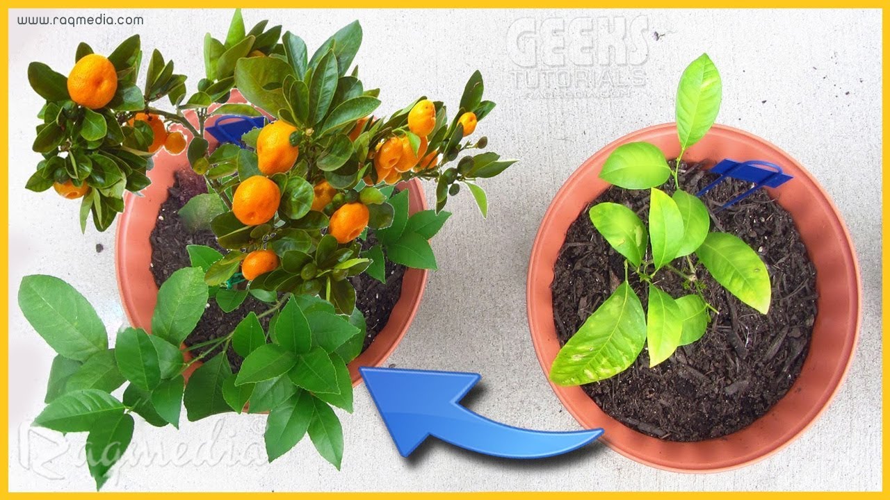 How to Make Plants Grow Faster [ with Proof ]
