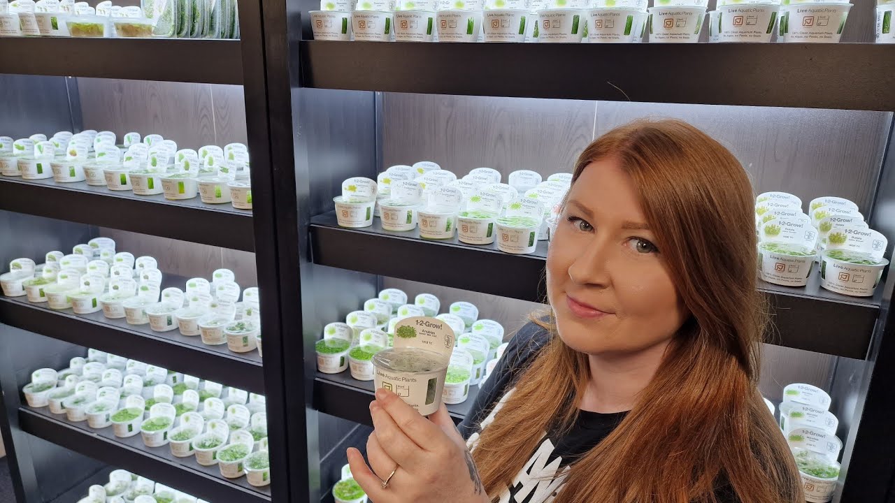 How To Prepare Tissue Culture Aquarium Plants