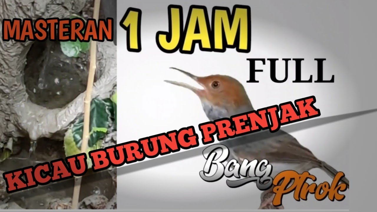 MASTERAN PRENJAK KEPALA MERAH GACORR COCOK BUAT MASTERAN