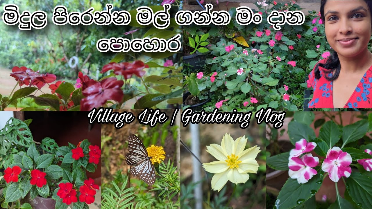 එන්න අපි පොහොර දාමු 🌿 | මල් වගේම මනස සුවපත් කරන කෙනෙක් වෙන්න ❤️🥀 | Gardening Vlog Sinhala 