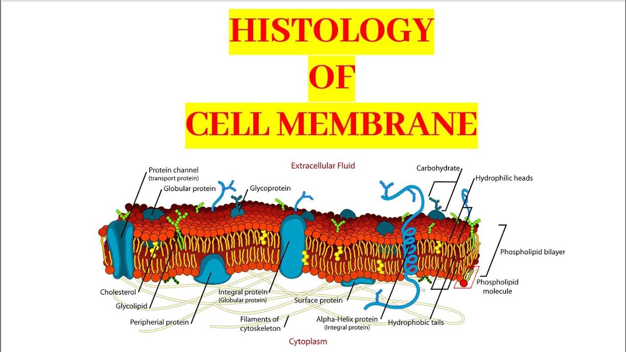 Histology of Cell Membrane (Plasma Membrane) | Cytology |Recorded Lecture Video for Medical students