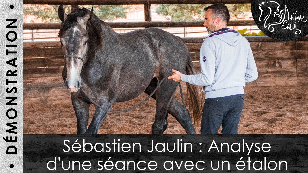 • DÉMONSTRATION • Sébastien Jaulin : Analyse d'une séance avec un étalon
