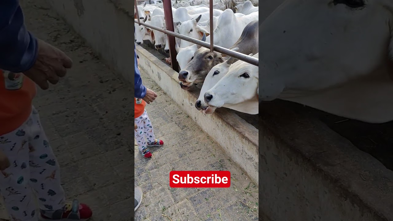 cute baby at gaushala with cows #gaushala #cows #cow #vrindavan