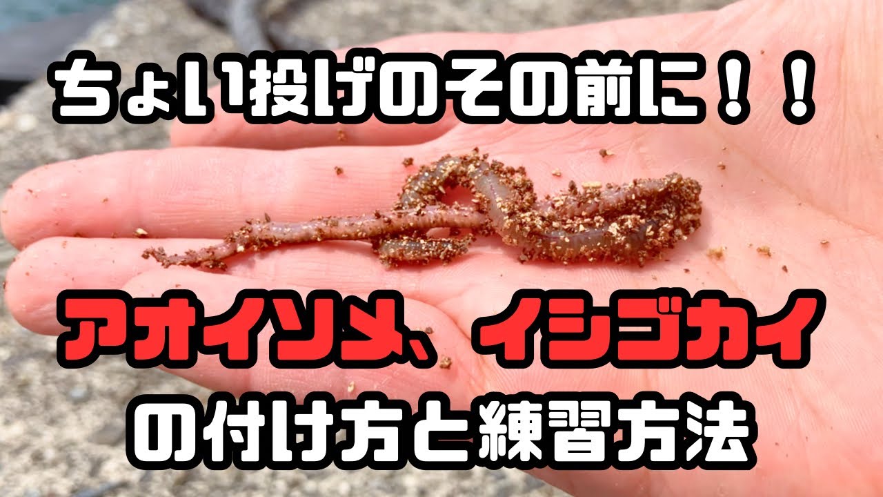 ちょい投げ釣りのその前に！アオイソメ、イシゴカイの付け方、扱い方、練習方法などのお話し