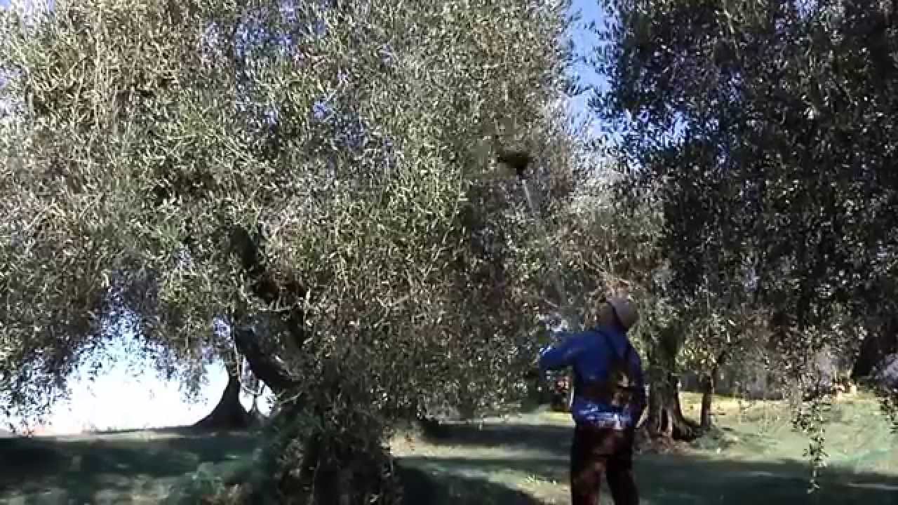 AIMA - scuotiolive TWIST