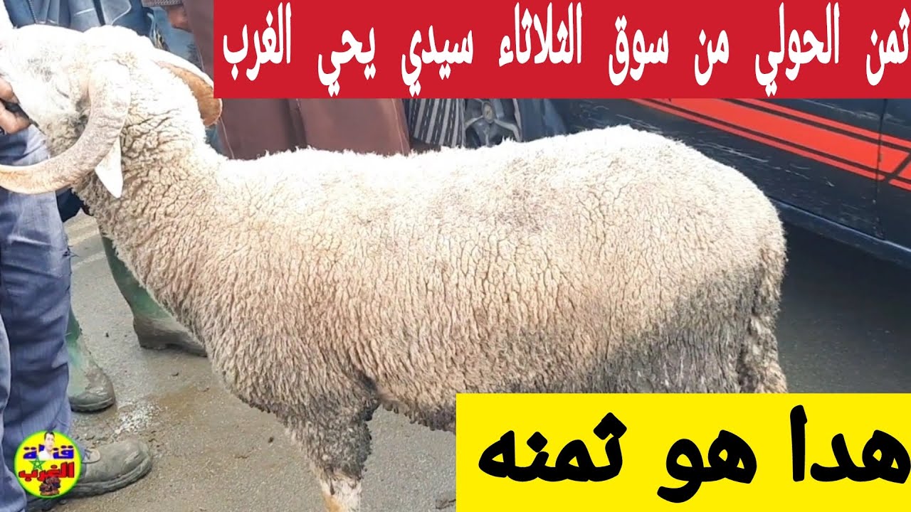 ثمن الغنم من سوق الثلاثاء سيدي يحي الغرب القنيطرة على قناة الغرب