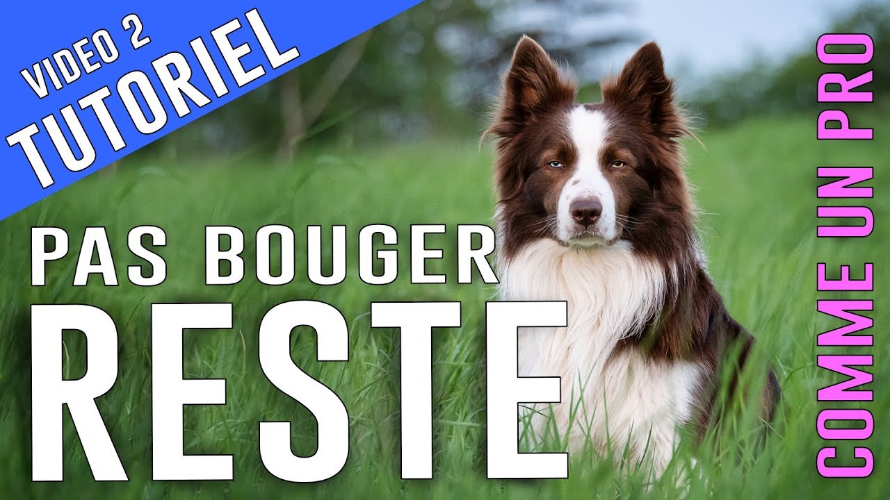 Apprendre à son CHIEN le RESTE - PAS BOUGER (Mode Pro)