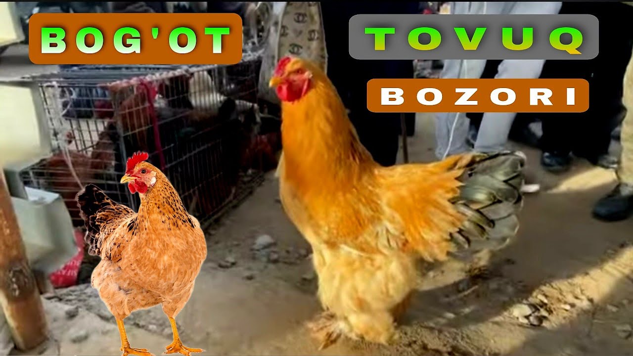 Bog’ot tovuq bozori DIYOR в прямом эфире!
