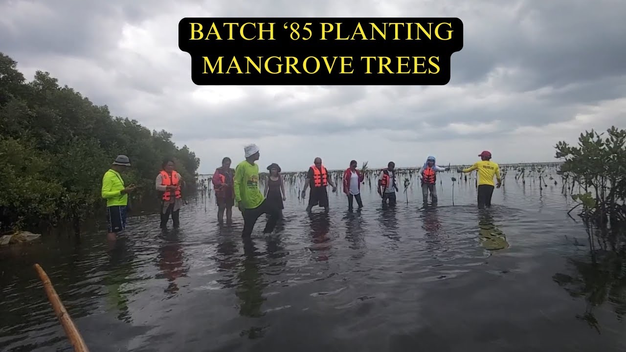 Batch ’85 Plants Mangrove Trees at Balumbon Island, Prieto-Diaz Sorsogon | Conservation Tour