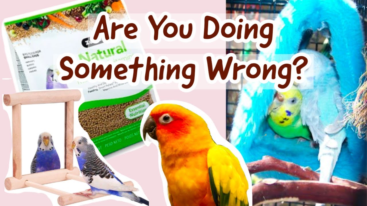 Avoid These 8 Common First Time Bird Owner Mistakes!