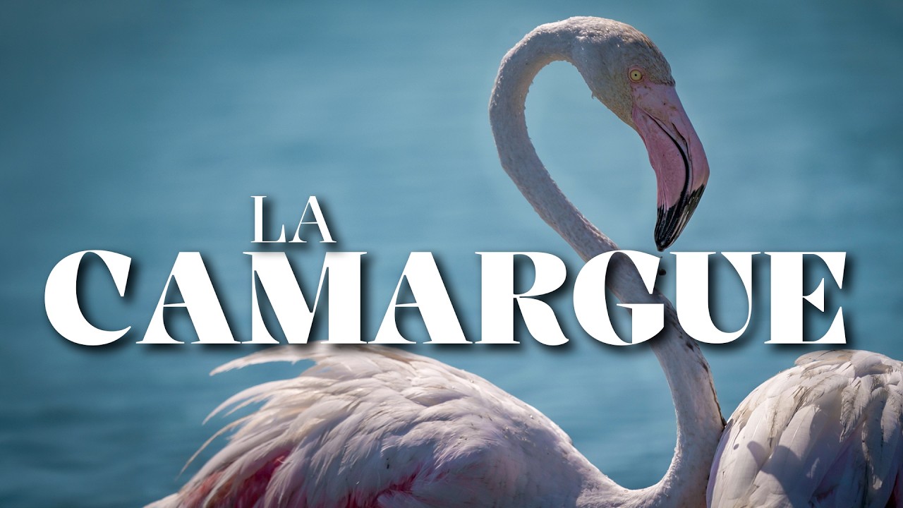 LA CAMARGUE : le paradis des oiseaux 🦩