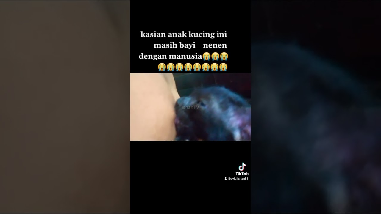 kasian anak kucing ini nenen dengan manusia