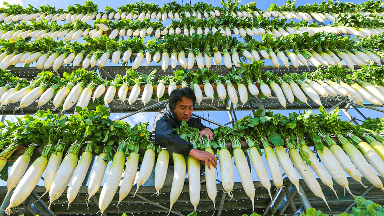 White Radish Harvesting Process | How to Grow Japanese Radish | Modern Radish Harvesting Machine