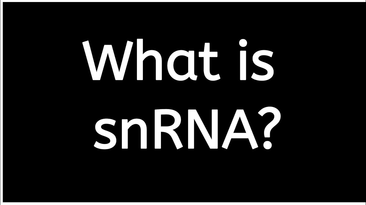 What is snRNA ?