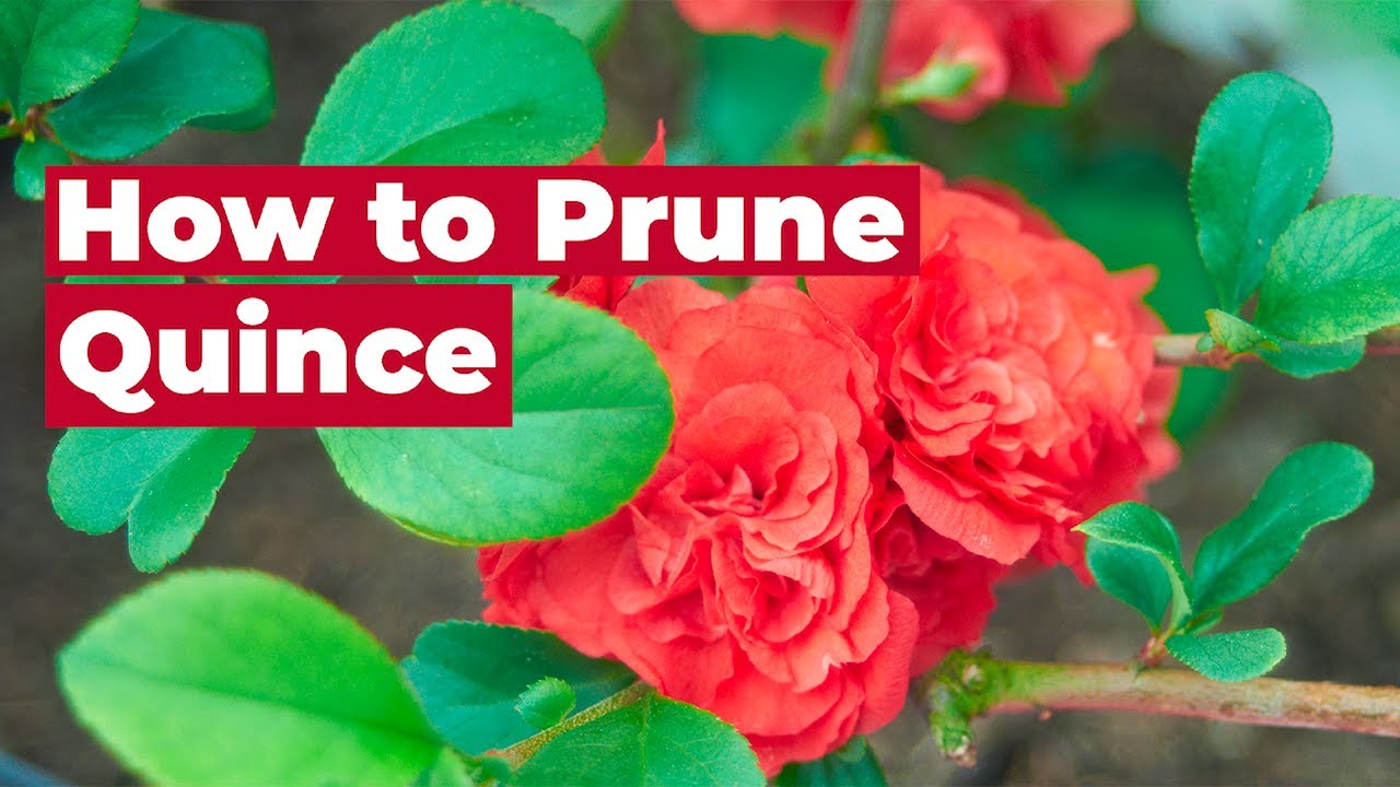 🌺 How to Prune Quince 🌺