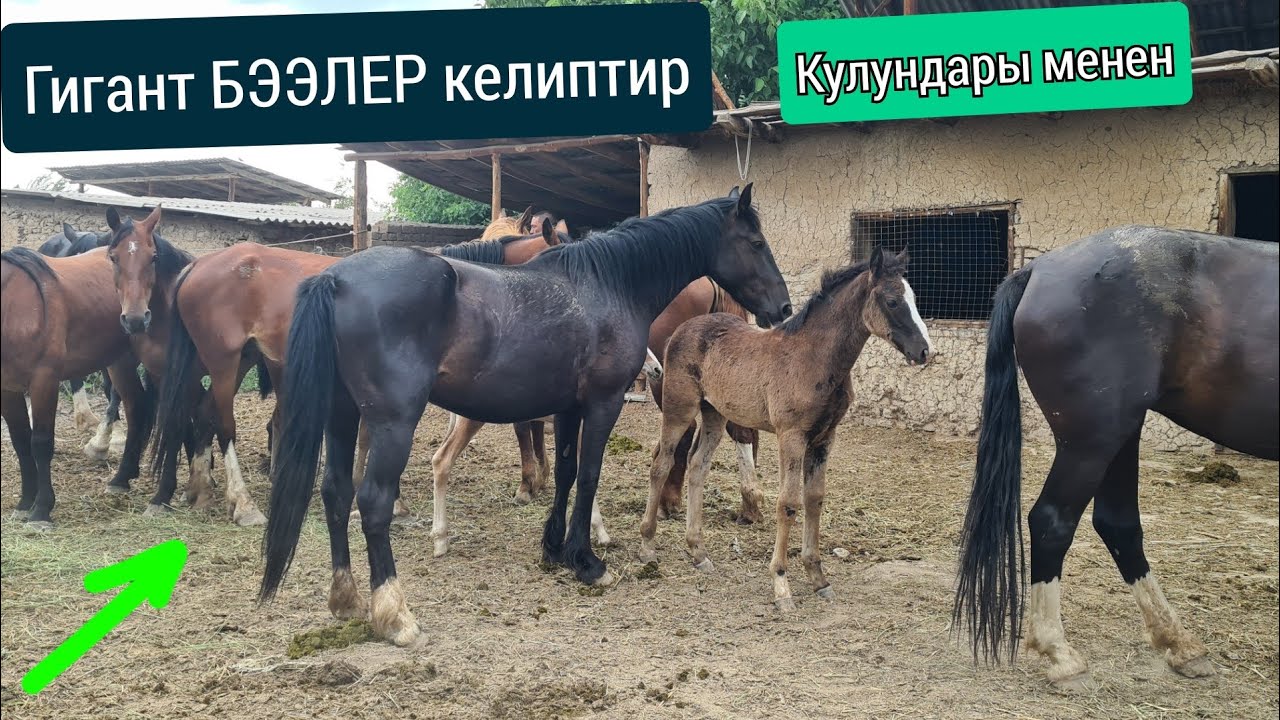 Охоо чоң БЭЭЛЕР келиптир достор