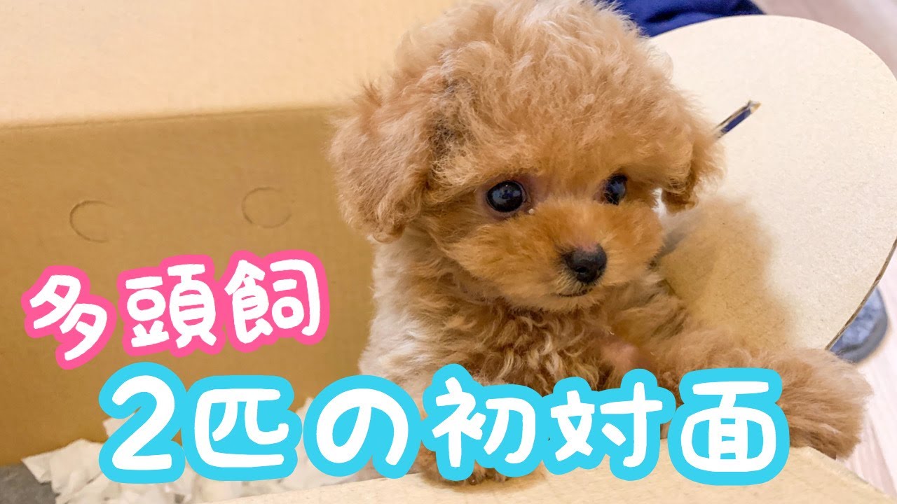 【家族が増えました】初めての仔犬にビビりまくるティーカッププードル🐶【マシェたんジルたん】