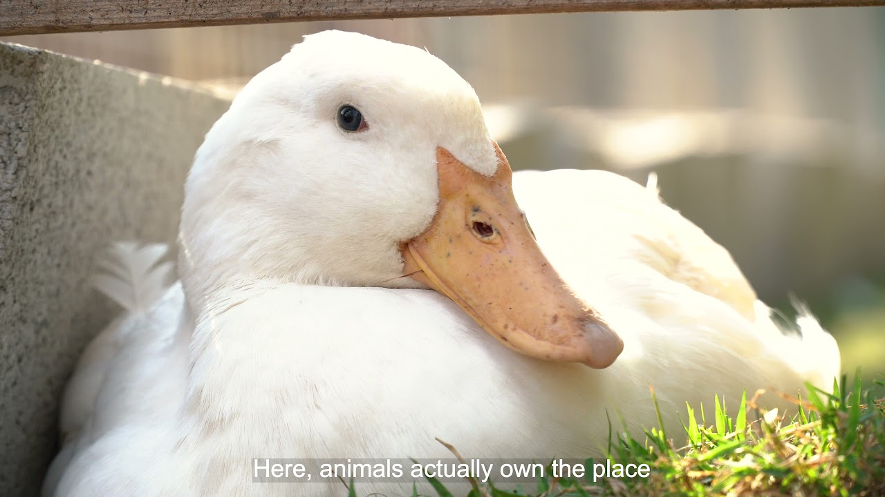 Freedom Farm